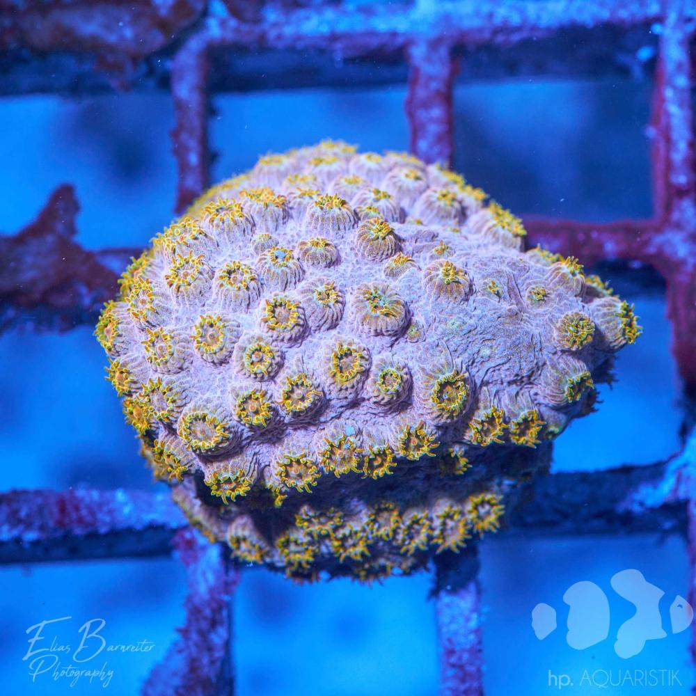 Cyphastrea 24K